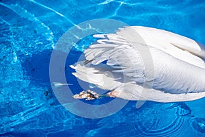 White pelican bird with yellow long beak swims in the water pool, close up