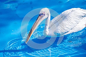 White pelican bird with yellow long beak swims in the water pool, close up