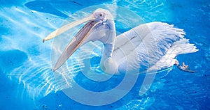 White pelican bird with yellow long beak swims in the water pool, close up