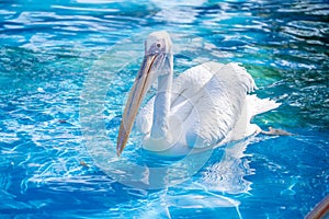 White pelican bird with yellow long beak swims in the water pool, close up