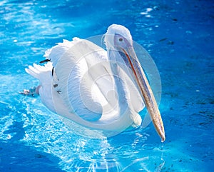 White pelican bird with yellow long beak swims in the water pool, close up