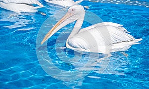 White pelican bird with yellow long beak swims in the water pool, close up