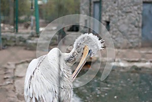 White Pelican cleans feathers