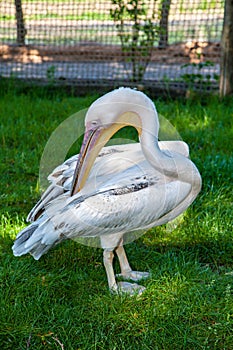 White pelican cleans feathers