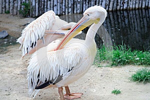 White pelican cleans up feather with big yellow peak neb