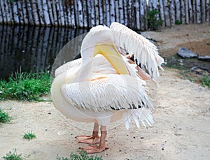 White pelican cleans up feather wings with big yellow neb photo