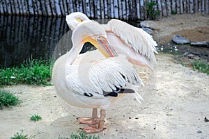 White pelican cleans up wings with big yellow peak neb