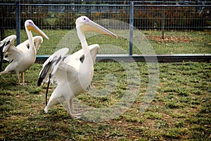 White Pelican dries its wings