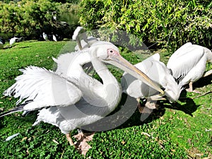 White pelican dries its wings