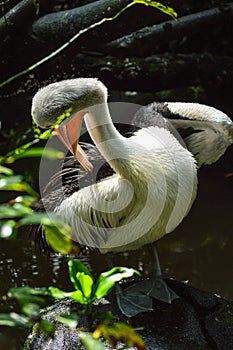 White pelican feathering in the morning