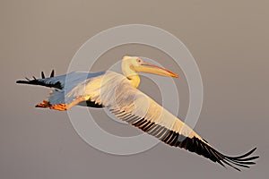 White pelican flight toward sunrise