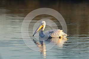 White pelican floating in the water