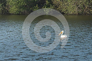 White pelican floating on water. Oso Flaco Lake Natural Area photo