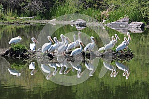 White Pelican Flock Reflection Roost photo