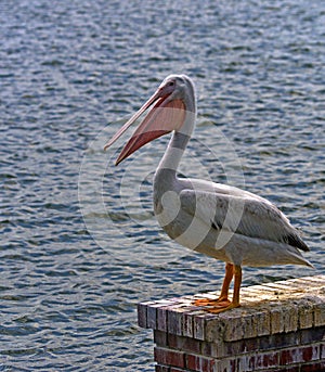 A white Pelican at a Florida lake, Lakeland Florida