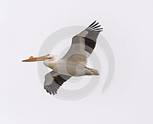 White Pelican Flying Overhead