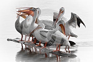 White Pelican Gathering