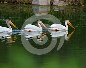 White Pelican - Grand Teton NP