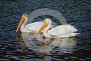 White Pelican - Grand Teton NP