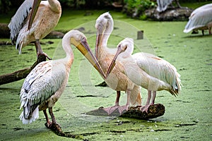White Pelican Group