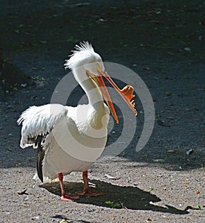 A White Pelican. The growth on his beak mean it is breeding time.