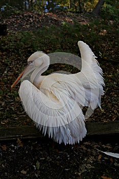 A white pelican with half-open wings photo