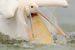 White pelican and his big beak