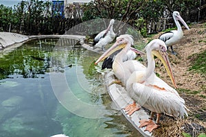 White Pelican in Kamogawa Seaworld