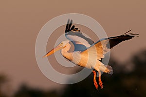 White Pelican Landing