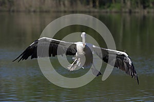 White Pelican landing