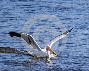 White pelican lands on the Mississippi River