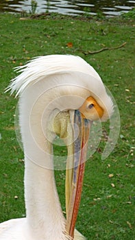 White Pelican looking down