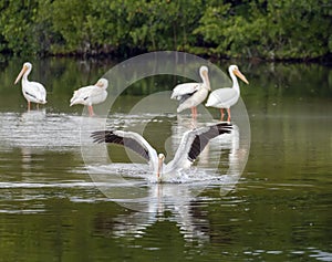 White Pelican Makes a Splash