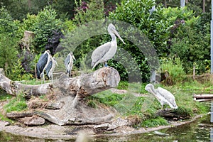 White pelican and marabou storks in zoo