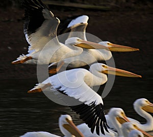 White Pelican Migration