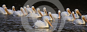 White Pelican Migration