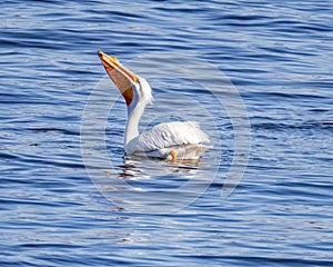 White pelican on the Mississippi River