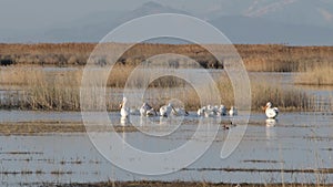 White Pelican moving into deeper water