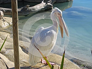 White Pelican with open mouth
