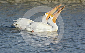 White Pelican Pair Swimming Together