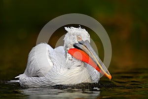 White Pelican, Pelecanus erythrorhynchos, bird in the dark water, nature habitat, Romania. Wildlife scene from Europe nature. Dark