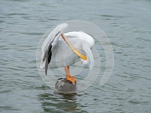 A preening pelican in Galveston Bay balancing on a tiny rock in the water