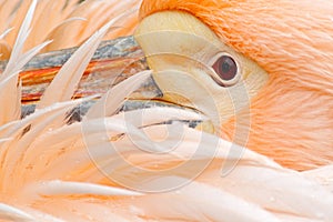 White Pelican, Pelecanus erythrorhynchos, with feathers over bill, detail portrait of orange and pink bird, Bulgaria