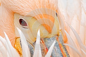 White Pelican, Pelecanus erythrorhynchos, with feathers over bill, detail portrait of orange and pink bird, Bulgaria
