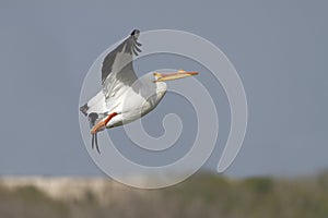 White Pelican (Pelecanus erythrorhynchus) in Flight