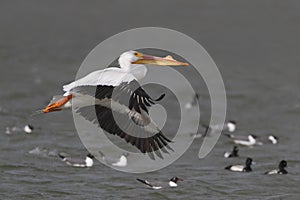 White Pelican (Pelecanus erythrorhynchus) in Flight - Texas