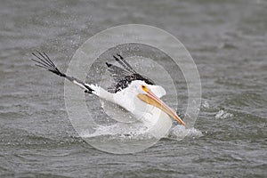 White Pelican Taking a Bath - Corpus Christi, Texas