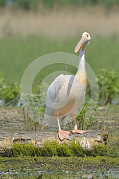 White Pelican & x28;Pelecanus onocrotalus& x29;