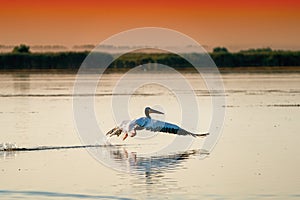 White Pelican Pelecanus onocrotalus