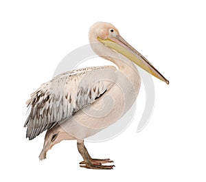 White Pelican - Pelecanus onocrotalus (18 months) photo